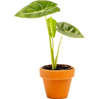 Gardners Alocasia Frydek, průměr 6 cm Alokásie, Alokázie