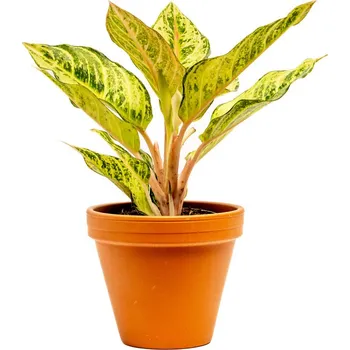 Bytová dekorace Gardners Aglaonema Chartreuse Pretty, průměr 12 cm Aglaonema, Spící panna