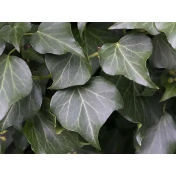 Sazenice Břečťan popínavý 'Hibernica' Balení: kontejner p11