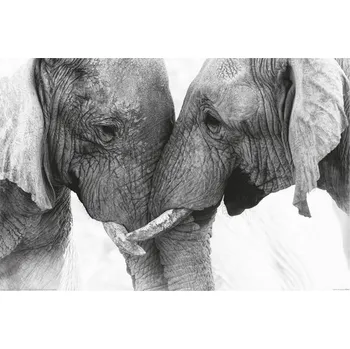 Plakát Plakát se slony