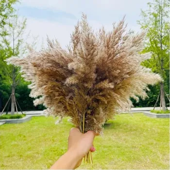 Dekorace ze sušených květin pampové trávy