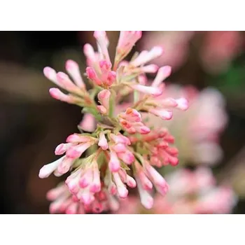 Sazenice Kalina bodnanská 'Charles Lamont' Balení: kontejner C4, Tvar: výška 40-60 cm