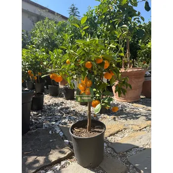 Ovoce 2026 Rezervace / Citrusy mix / výška 60/80cm - Citron - Limon 60/80