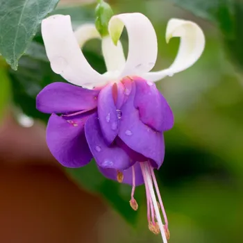 Fuchsie Jollies Trailing Florac 1186 F
