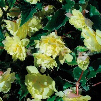 Begonia Chanson převislá, žlutá - 182