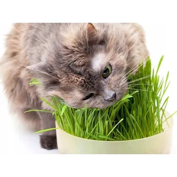 Krmivo pro kočku Kočičí Tráva Oves pro kočky pro trávení, vitamíny a mikroelementy, semena