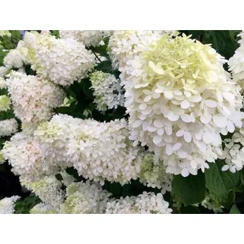 Sazenice Hortenzie latnatá 'Grandiflora' Balení: kontejner p9