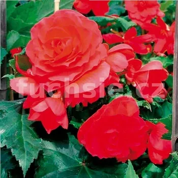 Begonie velkokvětá - jasně červená - 186