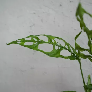 Sazenice Monstera Obliqua Peru