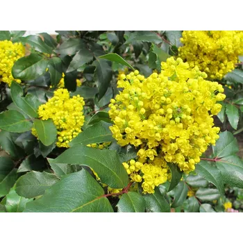 Sazenice Mahónie cesmínolistá Balení: kontejner p9