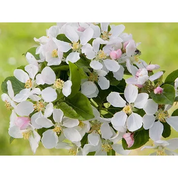 Sazenice Jabloň okrasná 'Red Sentinel' Balení: kontejner C4