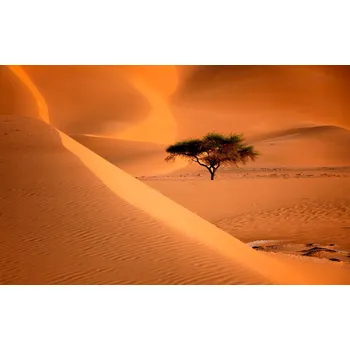 Obraz Obraz na plátně OÁZA V POUŠTI 60x35cm – obraz do firmy, kanceláře, obýváku