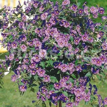 Solanum ran. Hořcový stromek - 170