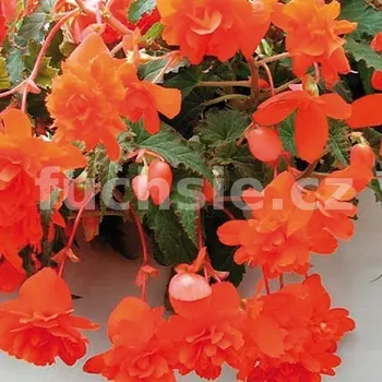 Begonia Chanson - oranžová převislá - 184