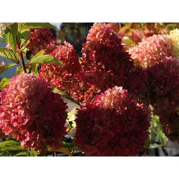 Sazenice Hortenzie latnatá 'Redlight®' Balení: kontejner p12