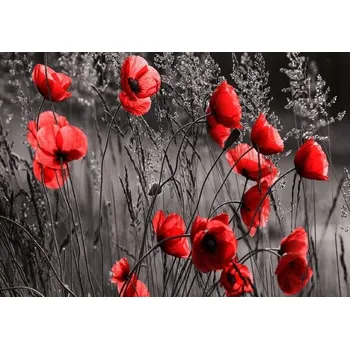 Fototapeta Fototapeta VLČÍ MÁKY ČERVENÉ KVĚTY LOUKA VÝHLED 368x254