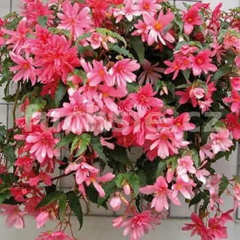 Begonia Chanson převislá růžová - 183