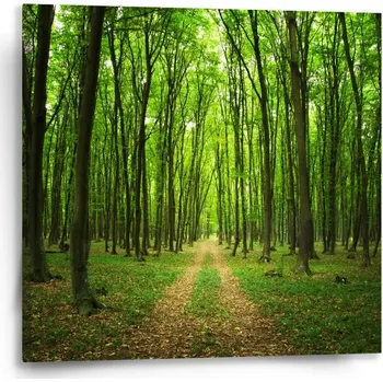 Obraz Sablio Obraz Cesta v lese - 50x50 cm