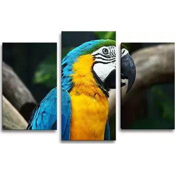 Obraz Sablio Obraz - 3-dílný Ara - 75x50 cm