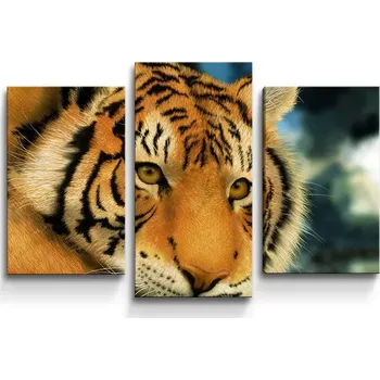 Obraz Sablio Obraz - 3-dílný Tygr - 75x50 cm
