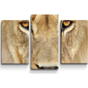 Obraz Sablio Obraz - 3-dílný Pohled lvice - 75x50 cm