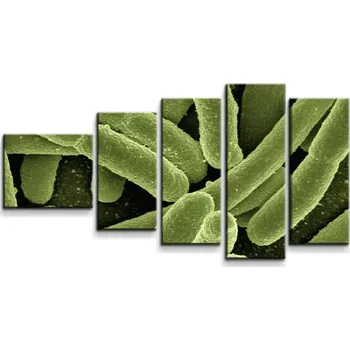 Obraz Sablio Obraz - 5-dílný Bakterie - 100x60 cm