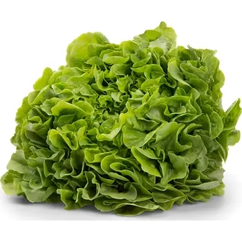 Salát dubový zelený, , fólie 200g