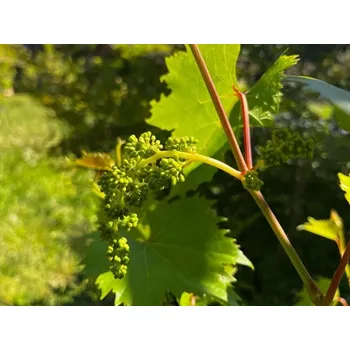 Sazenice Réva pobřežní Balení: kontejner C2