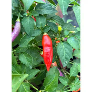 Semeno Aji Challuaruro Rojo – chilli semínka (10 ks)