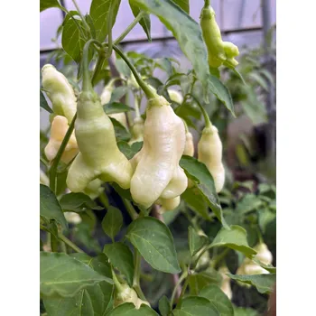 Semeno Aji Confusion – chilli semínka (10 ks)