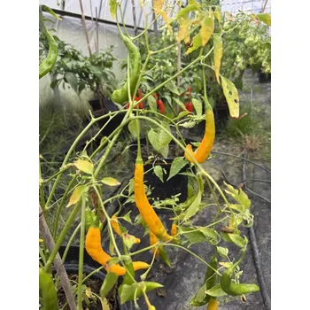 Semeno Aji Guyana – chilli semínka (10 ks)