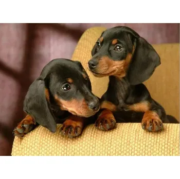 Diamantové malování Diamond painting/HOMFUN - Jezevčíci na křesle