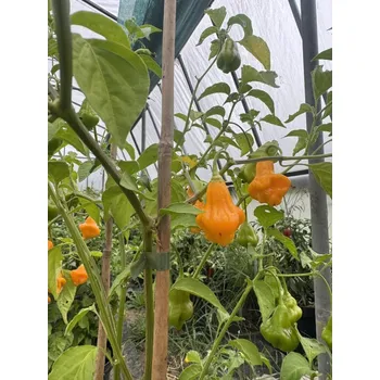 Semeno Aji Fantasy Orange – chilli semínka (10 ks)