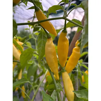 Semeno Aji Lemon Drop – chilli semínka (10 ks)