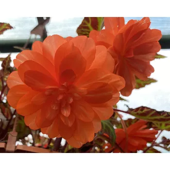 Begónie – Belina – Coral - 199 K