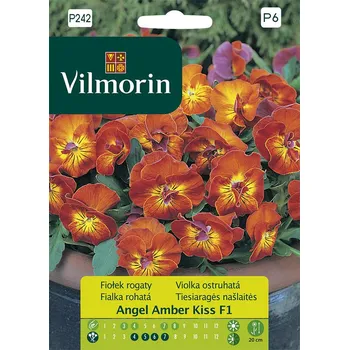 Semeno Violka ostruhatá Angel Amber Kiss F1