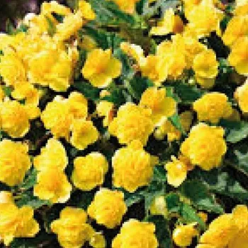 Begónie – Beluga, žlutá - 199 Z