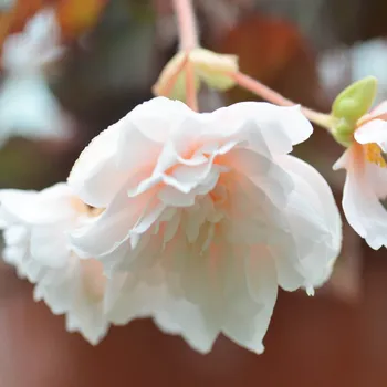 Begónie – Belina – Apricot, převislá, plnokvětá - 199 A