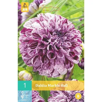 Cibulovina Jiřina Marble Ball (1 hlíza) Ball