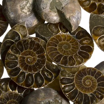 Přírodní kámen Amonit půlený, 250 g