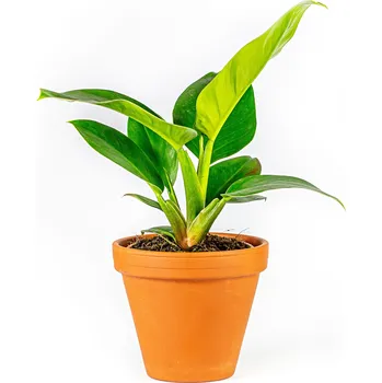 Philodendron imperial green, průměr 14 cm - Zachraň Kytku Filodendron