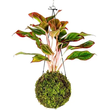 Gardners Kokedama Aglaonema Crete, průměr 12 cm - Zachraň Kytku Aglaonema, Spící panna