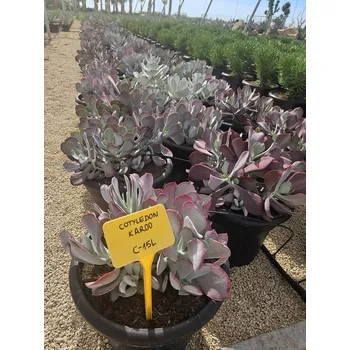 Sazenice MIX sukulentů - 15lt