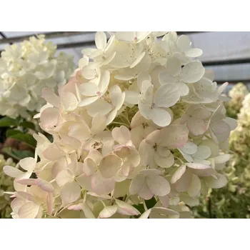 Sazenice Hortenzie latnatá Living 'Milk & Honey'® Balení: kontejner p12