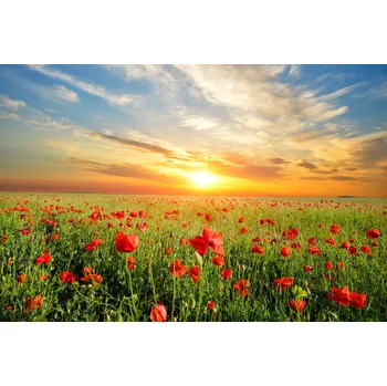 Fototapeta Fototapeta do chodby máky rostliny louka 300x450 cm