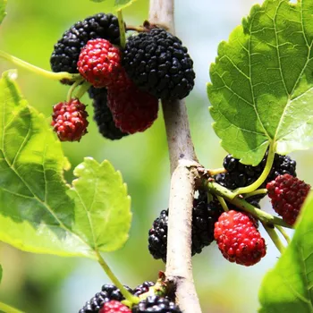 Sazenice MORUŠE ´SWEET DREAM´ - keřová kont. P9