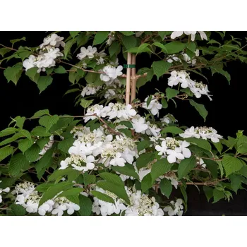 Sazenice Kalina japonská 'Jww1' 'Kilimanjaro' Balení: kontejner C12, Tvar: výška 80-100cm