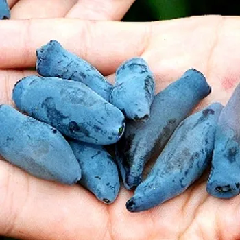 Sazenice ZIMOLEZ KAMČATSKÝ ´VELIKAN BAKCZARSKIJ´ kont. 2L