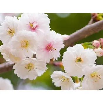 Sazenice Višeň žlaznatá 'Alba Plena' Balení: kontejner p9