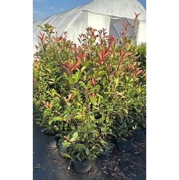 Sazenice Blýskavka Frasserova 'Red Robin' 100-120cm, (kontejner)